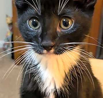 Photo of Pippa