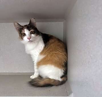 Photo of Pippa