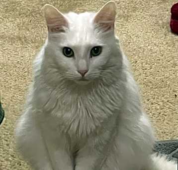 Photo of Ori