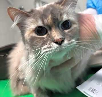 Photo of Belle