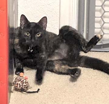 Photo of Toula