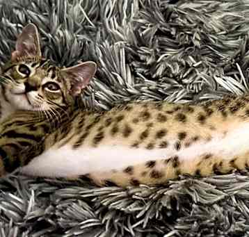 Photo of Pebbles