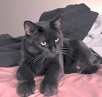 Photo of Salem