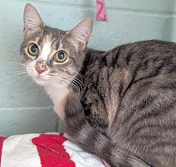 Photo of Rufus