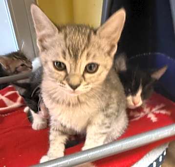 Photo of Ducky - Lovely & Curious Kitten!
