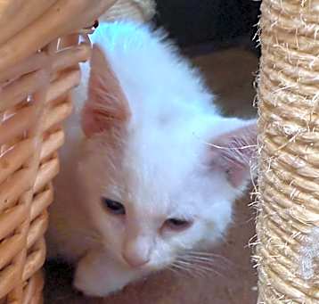 Photo of Eggroll - Cute & Amusing Little Gal! Good w/ Cats & Dogs!