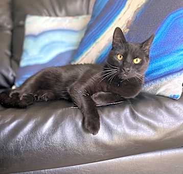 Photo of Gomez
