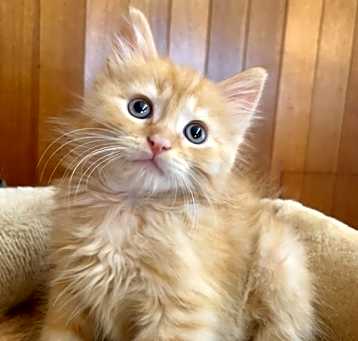 Photo of Ozzie*