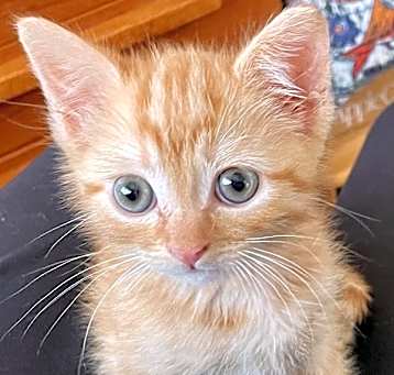 Photo of Oscar*