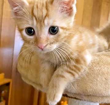 Photo of Oliver*