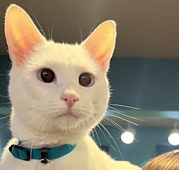 Photo of Snowflake - AVAILABLE