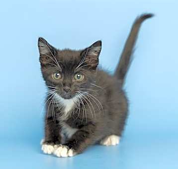Photo of BOOTSIE
