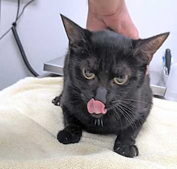 Photo of Binx