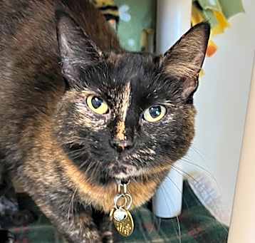 Photo of Tootsie