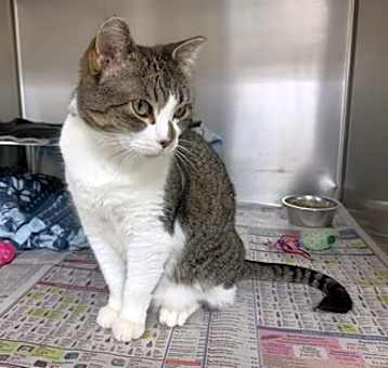 Photo of Pepper
