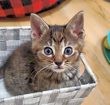 Photo of Potato