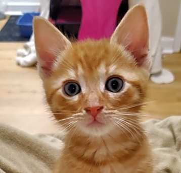 Photo of Crouton