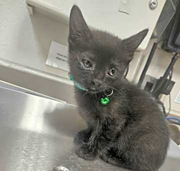 Photo of Purrince