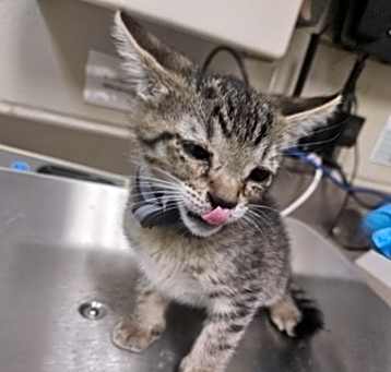 Photo of Purrminator