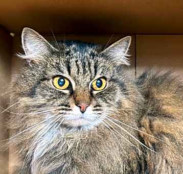 Photo of Fluffy