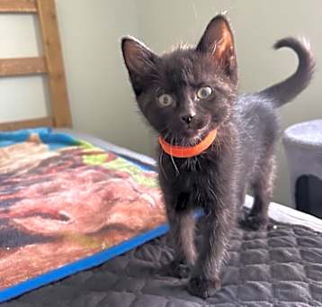 Photo of Lacey