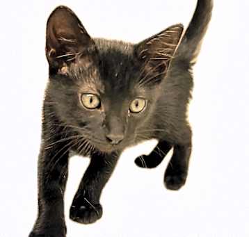 Photo of Barley 