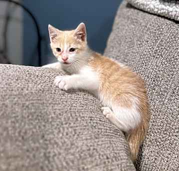 Photo of Clyde $95