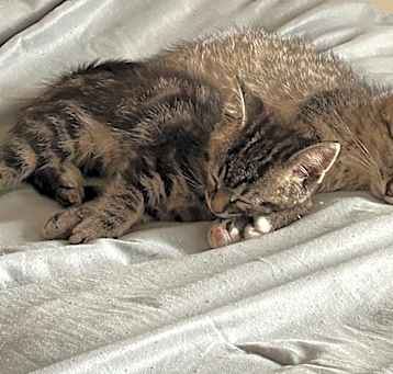 Photo of Flower Kittens_Azalea