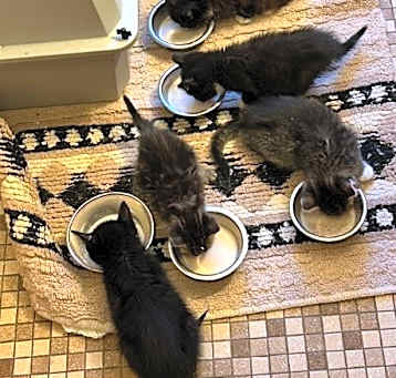 Photo of Flower Kittens_Midnight Gladiolias