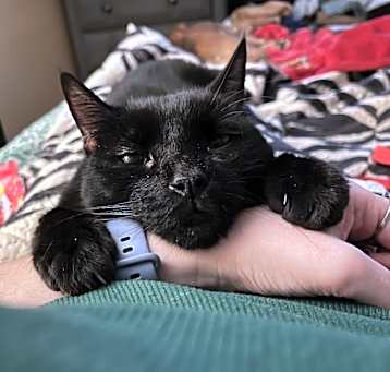 Photo of Kit (meow meow)