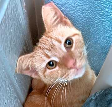 Photo of Pancake