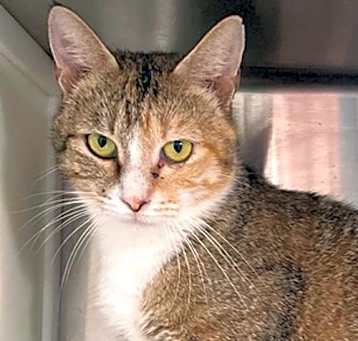 Photo of Tinkerbell