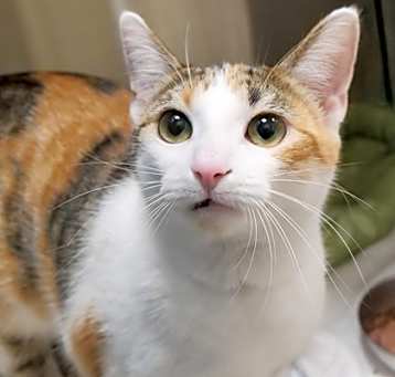 Photo of Maple