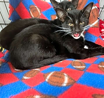 Photo of Junebug