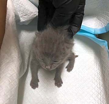 Photo of *NUGGET