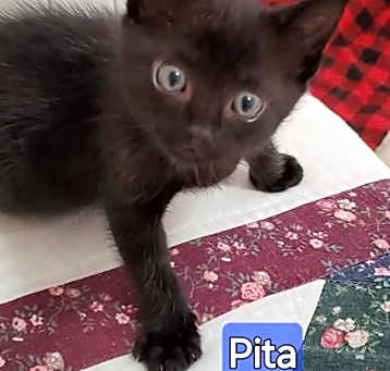Photo of Pita