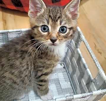 Photo of Bagel