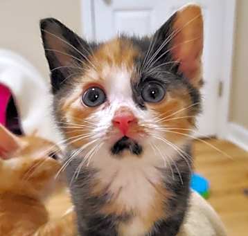Photo of Waffle
