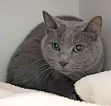 Photo of Shadow