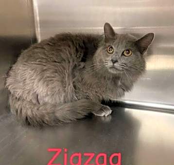Photo of Zigzag