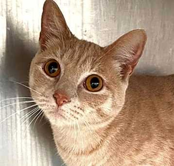 Photo of Luna