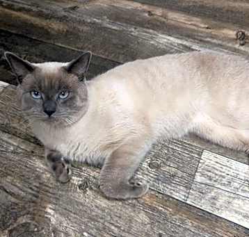 Photo of Silvie