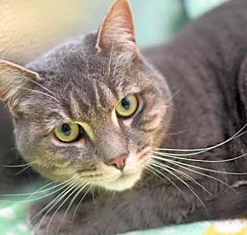 Photo of Pebbles