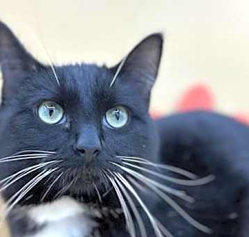 Photo of Maverick