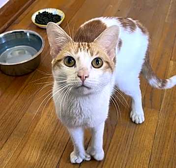 Photo of Honey