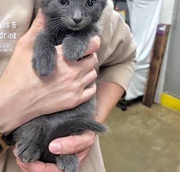 Photo of Kitten Barley
