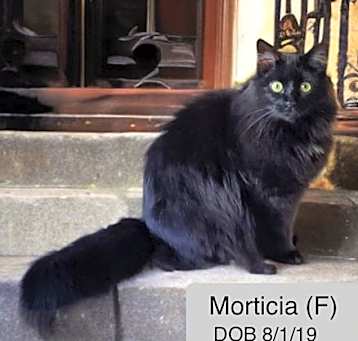 Photo of Morticia