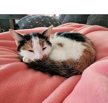 Photo of Peaches