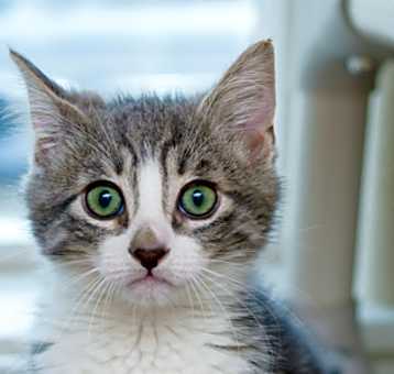 Photo of Aragorn