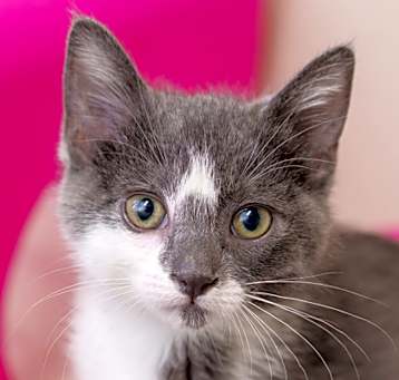Photo of Galadriel